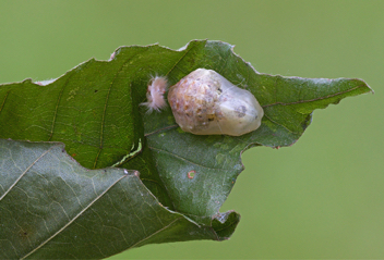 Harvester chrysalis